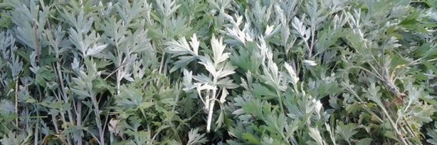 艾草的修煉——那些令我們疑惑的陳年艾條