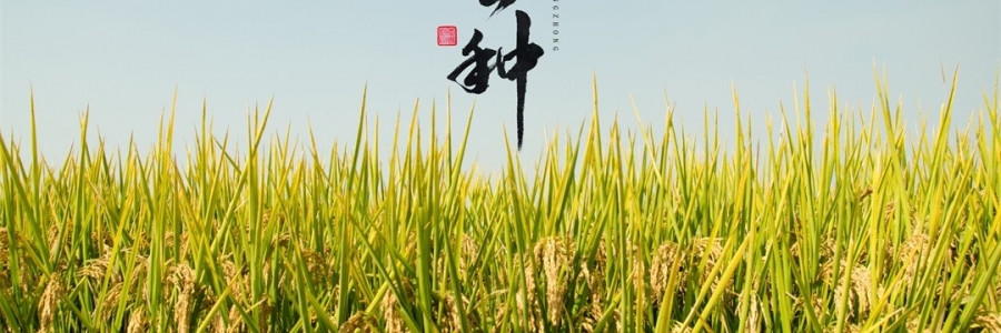 芒種 | 風(fēng)吹麥浪，蟬鳴夏忙