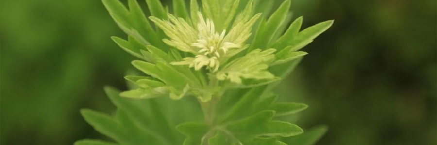 化成了灰也還是個寶，我勸你最好珍惜！