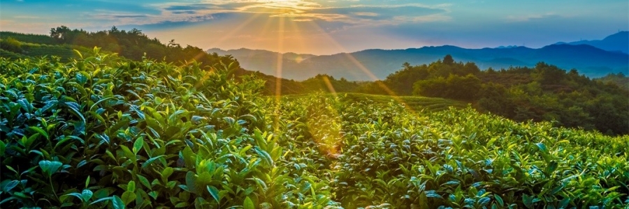 “三陽開泰”防病疫，這才是升陽的無上心法！