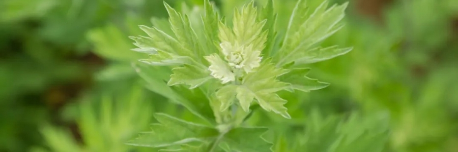 520，“艾”意正濃！讓我們相識艾草