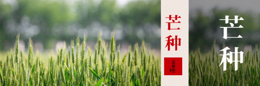 芒種 | 忙收忙種，防暑祛濕